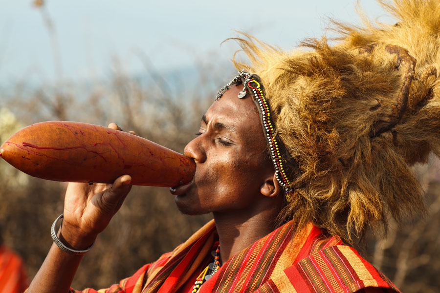 407a. Masai warrior with lion head drinking cow blood   Masaai Mara   Kenya